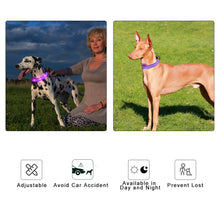 Load image into Gallery viewer, LED Luminous Safety Glow Flashing Lighting Up Dog Collar for Puppy Small Medium Large Dogs